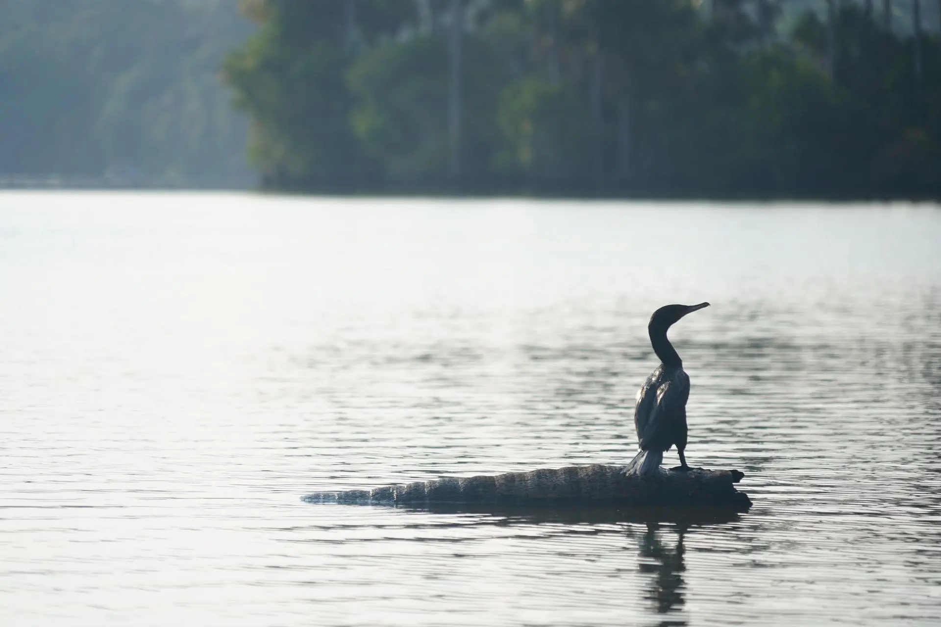 Trekking Santa Cruz, Cusco y Puerto Maldonado - 7