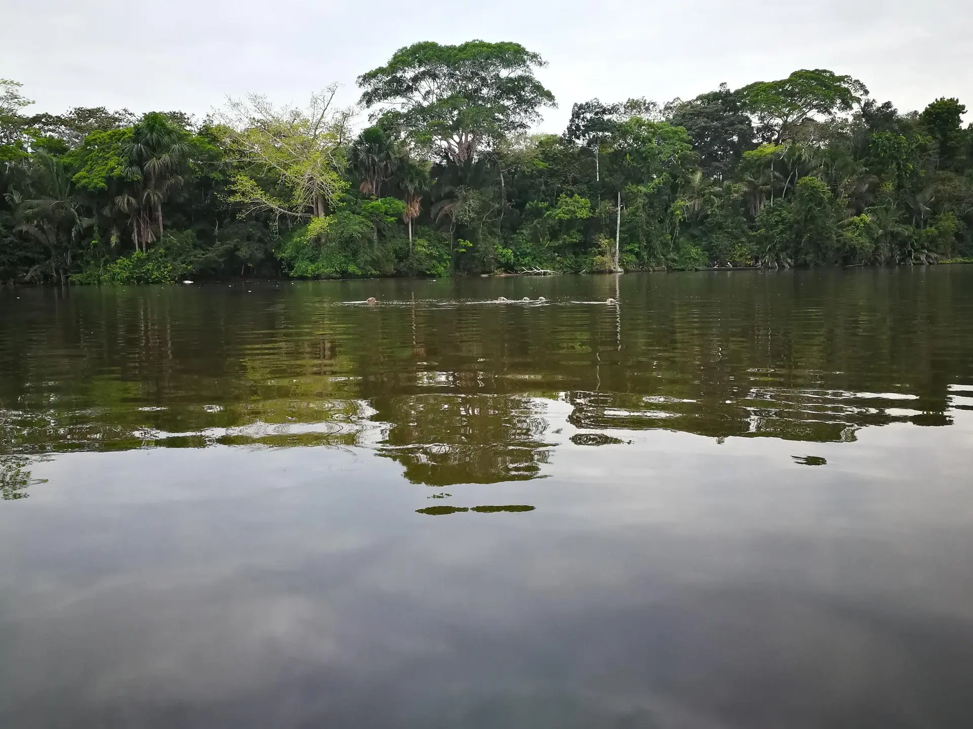 Itinerarios en Puerto Maldonado, Madre de Dios - América del Sur - 7